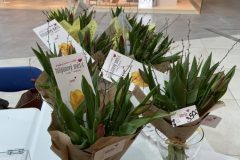 Beneficni-prodej-tulipanu-v-Galerii-Santovka-2-rotated