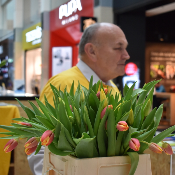 prodej tulipánů prodej tulipánů